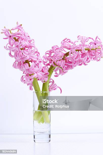 Flower Pink Hyacinth In Glas Vase White Background Stock Photo - Download Image Now - Backgrounds, Drinking Glass, Flower