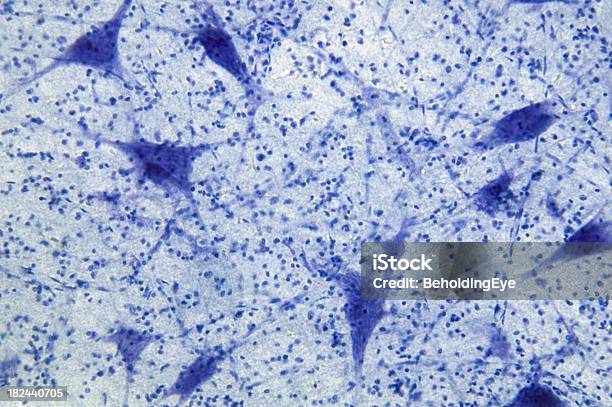 Silnik Komórek Nerwowych Wm - zdjęcia stockowe i więcej obrazów Korzeń nerwowy - Korzeń nerwowy, Abstrakcja, Anatomia człowieka