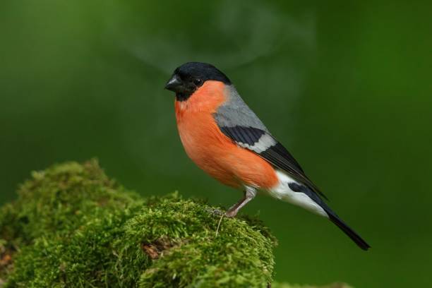istock Eurasian bullfinch (Pyrrhula pyrrhula) perched atop a tree stump covered in lush green moss 1824407475