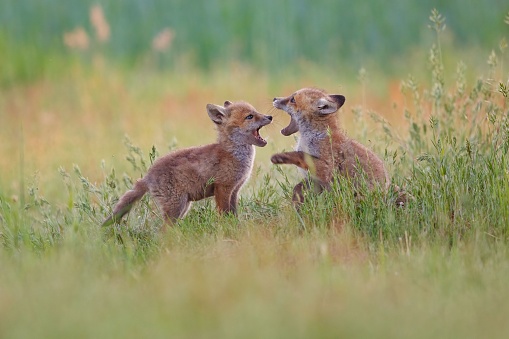 The red foxes playing and interacting in a tall grassy meadow