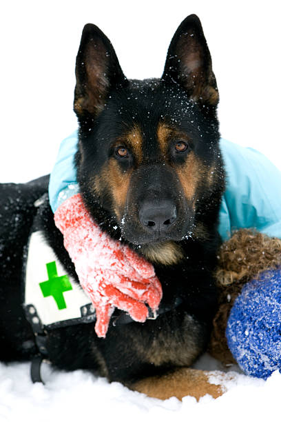 cão de busca e resgate no inverno - dog first aid first aid kit winter - fotografias e filmes do acervo