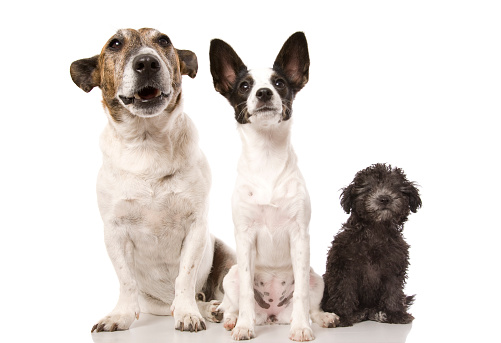 Three dogs in a row isolated on white.