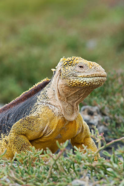 istock Land Iguana on the Galapagos 182440846