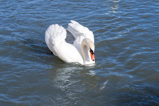 White swan gracefully gliding along the river during the daytime