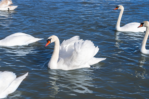 White swans gracefully glide along the river during the daytime