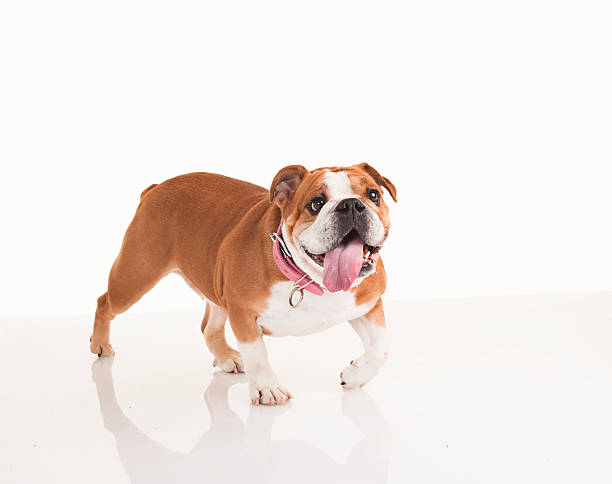 Walking English Bulldog with a Big Grin stock photo