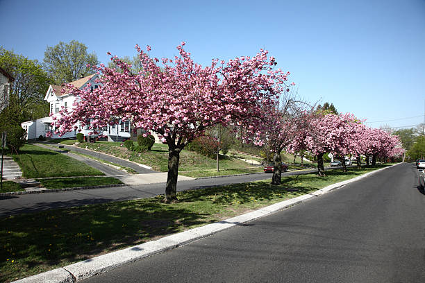istock Cherry Blossoms Dividing Street 182441158