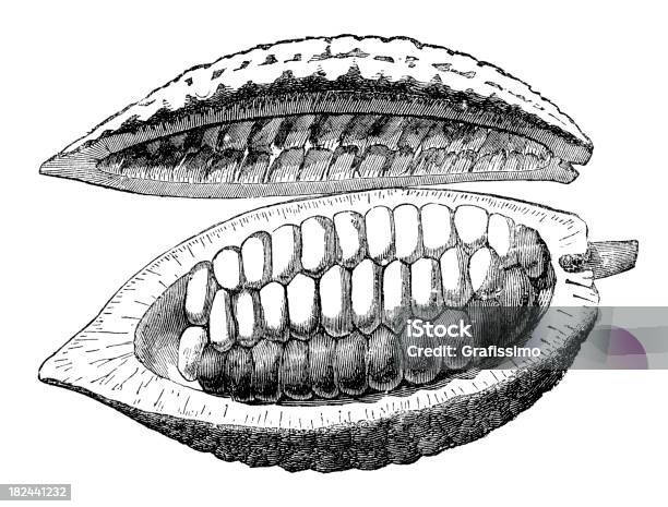 Engraving Cacao Fruit With Beans Inside Stock Illustration - Download Image Now - Cacao Fruit, Cocoa Bean, Antique