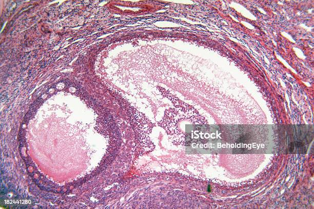 卵巣 - 卵巣のストックフォトや画像を多数ご用意 - 卵巣, DNA, クローズアップ