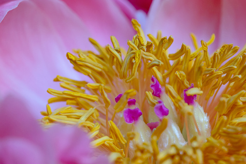 Macro top/side view from directly above of a single yellow/pink/purple peony flower head, with sharp details of pistils (stigma) and stamen (anther)