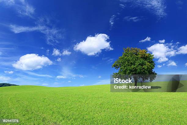 Campo Verde E Albero Solitariopaesaggio - Fotografie stock e altre immagini di Agricoltura - Agricoltura, Albero, Albero solitario