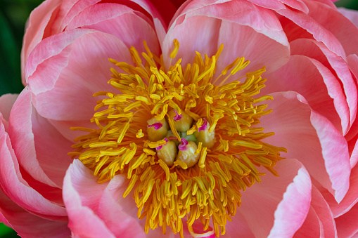 Macro top view close-up of a single yellow/pink peony flower head, with sharp details of stigma and anther