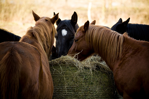 four horses eating hay