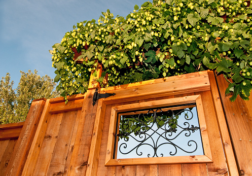 A flowering hops plant grows over a garden gate.