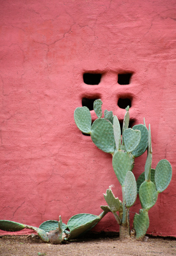 A prickly pear cactus growing outside a southwestern adobe wall.