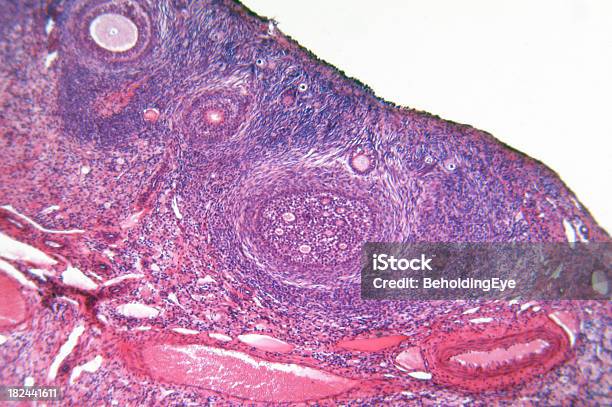 Ovaia - Fotografie stock e altre immagini di Ovaia - Ovaia, Anatomia umana, Astratto