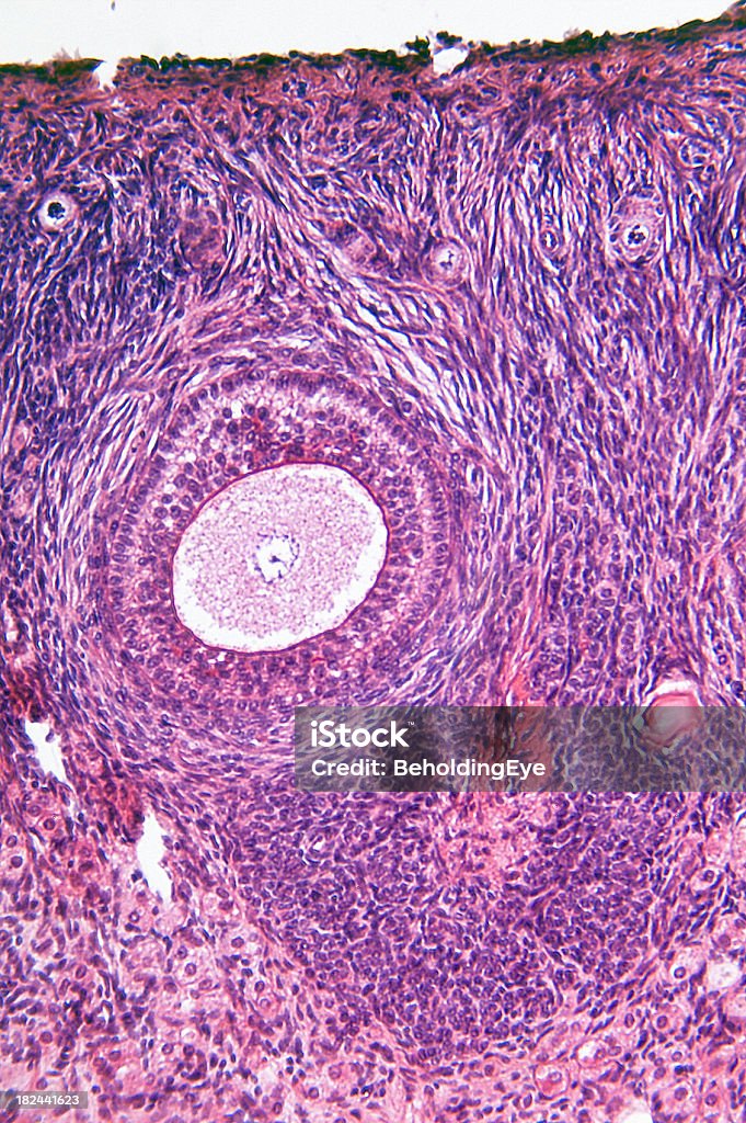 卵巣 - マクロ撮影のロイヤリティフリーストックフォト