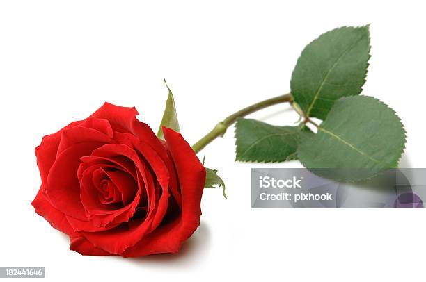 Photo libre de droit de Rose banque d'images et plus d'images libres de droit de Rose - Fleur - Rose - Fleur, Être étendu, Une seule rose
