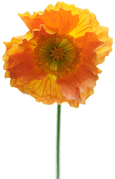 istock Single orange iceland poppy flower on white 182441722