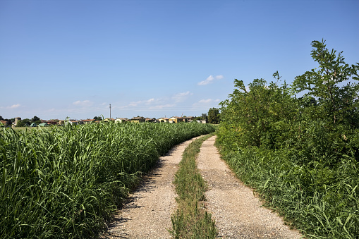 Dirt  path bordered by trees next to a field in summer in the italian countryside