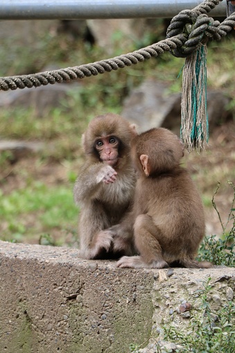 Baby monkey in Jigokudani source - Shibu Onsen