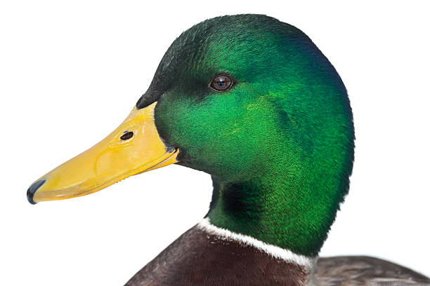 istock Mallard Drake Portrait 182441979