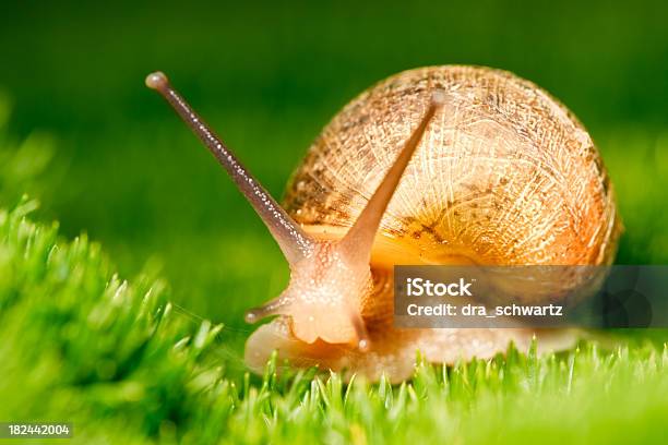 Foto de Curioso Caracol e mais fotos de stock de Animal - Animal, Antena - Parte do corpo animal, Caracol