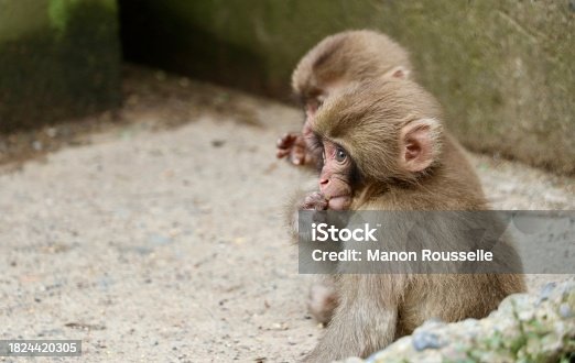 Baby monkey 2 - Shibu Onsen