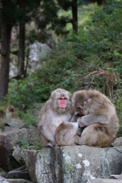 Group of Monkey - Shibu Onsen Baby monkey in Jigokudani source - Shibu Onsen human body lice stock pictures, royalty-free photos & images