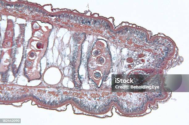 サナダムシ Cestoda Gravid 片節 Ts - DNAのストックフォトや画像を多数ご用意 - DNA, クローズアップ, サナダムシ