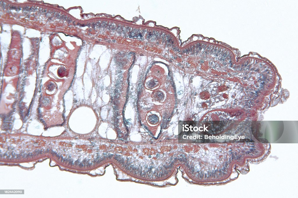 촌충 Cestoda 임신 중 편절 TS - 로열티 프리 DNA 스톡 사진