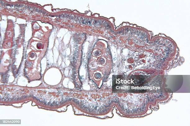 촌충 Cestoda 임신 중 편절 Ts DNA에 대한 스톡 사진 및 기타 이미지 - DNA, 건강관리와 의술, 과학