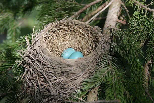 Robins Nest with Two Eggs stock photo