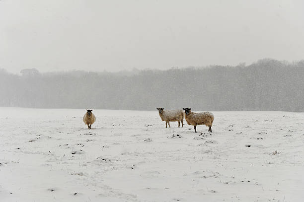 istock Sheep left outside in the field during a snow storm 182442162