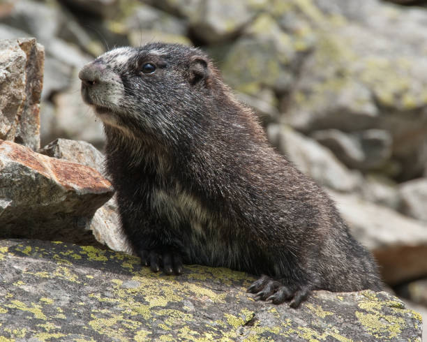 Hoary Marmot Sunning on the Rocks This Hoary Marmot (Marmota caligata) is sunning on a rock in the Sahale Arm area at North Cascades National Park, Washington State, USA. jeff goulden north cascades national park stock pictures, royalty-free photos & images