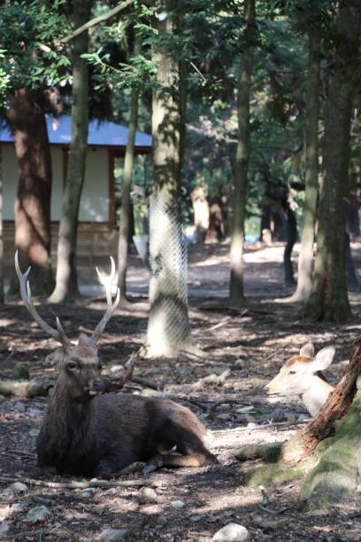 istock Deer in the wild in Nara - Japan 1824424562