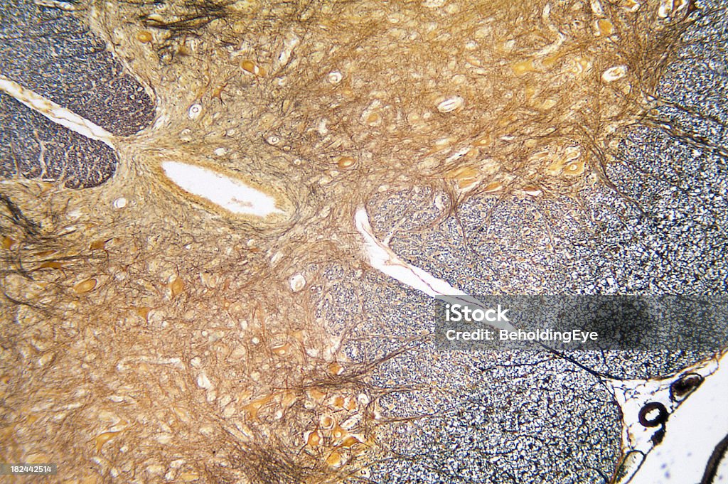 Medula espinal TS - Royalty-free ADN Foto de stock