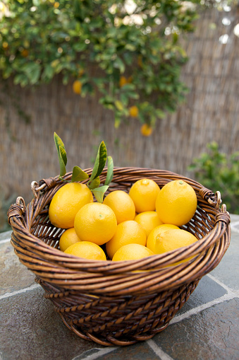 Lemons in a wicker basket outdoors.