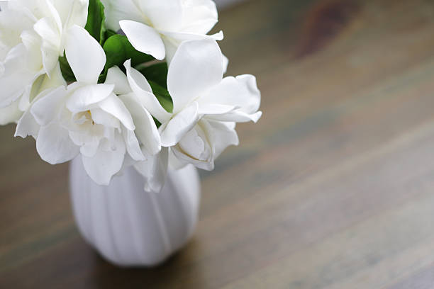 gardenia flores - gardenia fotografías e imágenes de stock