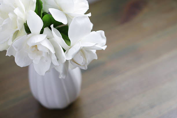 Gardenia flowers stock photo