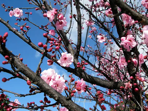 Cherry blossom on the blue sky background