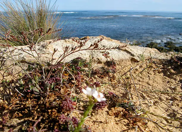 Indian Ocean coastine from small cliff. South Australia.