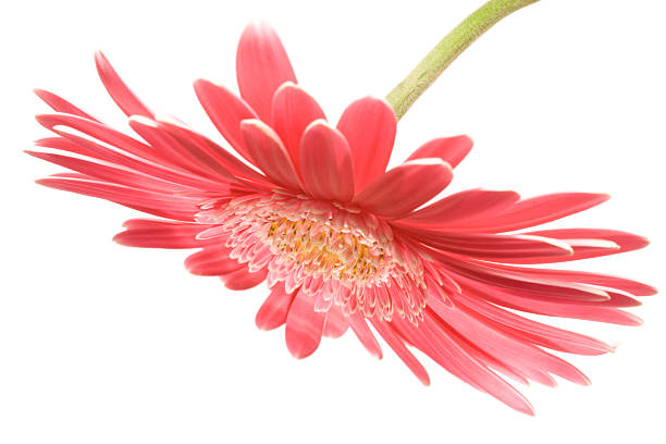 istock Red fower on white background. 182443011