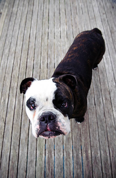 istock Dog Australian bulldog puppy looking towards camera 182443021