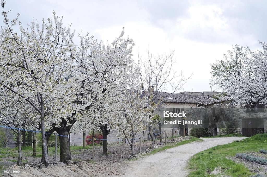 Боярышник blossom in Provence - Стоковые фото Без людей роялти-фри