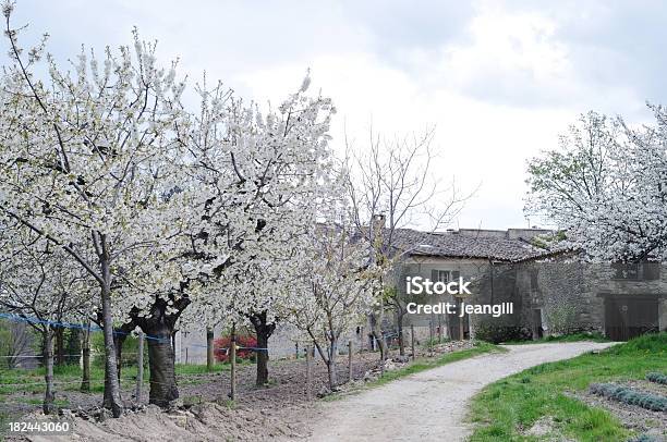 Боярышник Blossom In Provence — стоковые фотографии и другие картинки Без людей - Без людей, Боярышник, Весна