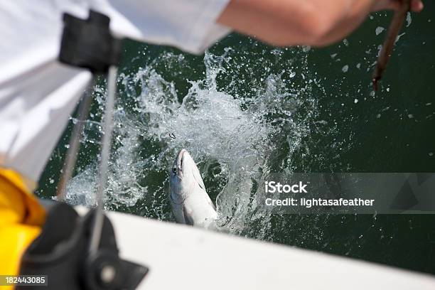 A Pesca Do Salmão Acção - Fotografias de stock e mais imagens de Animal - Animal, Atividade, Desporto