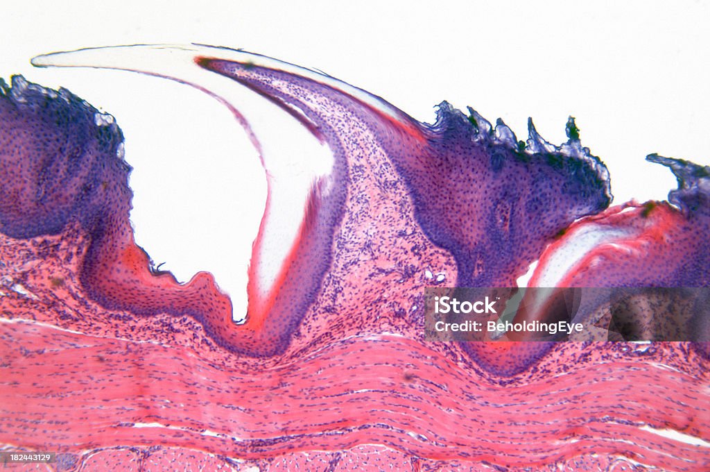 Animal Tongue "Microscopic photo of a professionally prepared slide demonstrating the cellular structure of the object.NOTE: Shallow DOF, uneven focus and chromatic aberration are inherent in microscopy, and what appears as dust is actually in the sample.See all my" Abstract Stock Photo