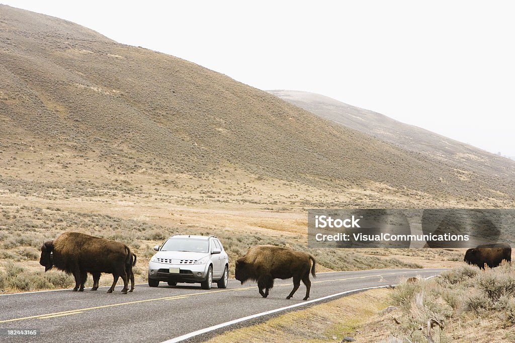 Buffalos traverser la route. - Photo de Bison nord-américain libre de droits