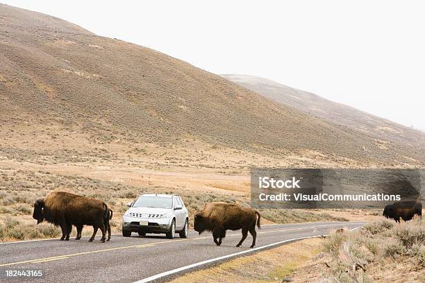 Photo libre de droit de Buffalos Traverser La Route banque d'images et plus d'images libres de droit de Bison nord-américain - Bison nord-américain, Route, Traverser